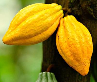 Mar 21, Cocoa Season in Bafia, South West Region of Cameroon
